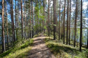 Joutsniemen harjumaisemaa Leivonmäen kansallispuistossa. Kuva: Upe Nykänen/retkeilyKS