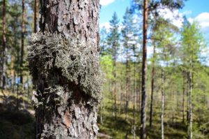 Jäkälää männyn kyljessä, Leivonmäen kansallispuisto. Kuva: Upe Nykänen/retkeilyKS
