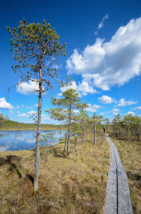 Kirveslammen pitkospuut, Leivonmäen kansallispuisto. Kuva: Upe Nykänen/retkeilyKS