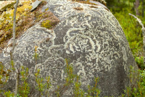Salamajärven kansallispuisto, metsäpeura iso kivi. Kuva: Elina Lamminaho/retkeilyKS