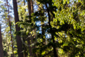 Hämähäkinseitti polun yli Vaarunvuorten luontopolulla. Kuva: Elina Lamminaho/retkeilyKS