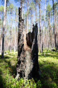 Palokoro Pyhä-Häkin kansallispuistossa