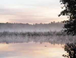 Aamu-usvaa Kirkkoniemen maisemissa Tarvaalassa, Laukaa. Kuva: Terhi Jaakkola