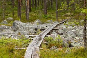 Salamajärven kansallispuisto, pitkospuut. Kuva: Elina Lamminaho/retkeilyKS