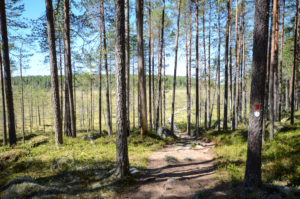 Kotajärven polkua Pyhä-Häkin kansallispuistossa
